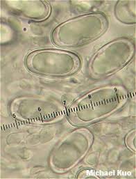 Attēlu rezultāti vaicājumam “Humaria hemisphaerica”