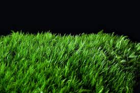 Attēlu rezultāti vaicājumam “Dicranum scoparium”