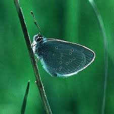 Attēlu rezultāti vaicājumam “Cupido minimus underside”