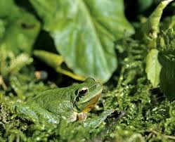 Attēlu rezultāti vaicājumam “Hyla arborea adult”