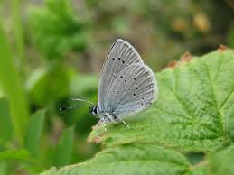 Attēlu rezultāti vaicājumam “Cupido minimus”