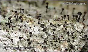 Attēlu rezultāti vaicājumam “Calicium salicinum”