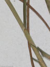 Attēlu rezultāti vaicājumam “Glyceria striata fruit”