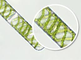 Attēlu rezultāti vaicājumam “Chlorophyta”