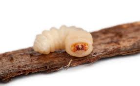 Attēlu rezultāti vaicājumam “Cerambycidae larva”