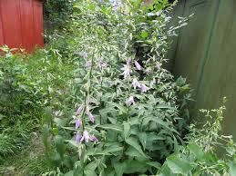 Image result for Campanula rapunculoides