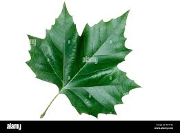 Attēlu rezultāti vaicājumam “Acer platanoides leaf”