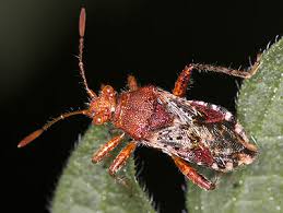 Attēlu rezultāti vaicājumam “Rhopalus maculatus”