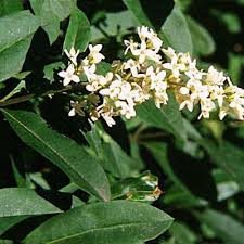 Attēlu rezultāti vaicājumam “Ligustrum vulgare”
