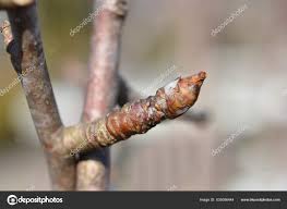 Attēlu rezultāti vaicājumam “Pyrus communis bud”