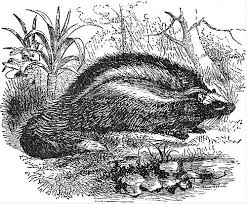 Attēlu rezultāti vaicājumam “Rodentia”