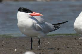 Attēlu rezultāti vaicājumam “Hydroprogne caspia”