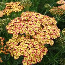 Attēlu rezultāti vaicājumam “Achillea millefolium flower”