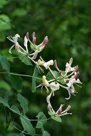 Attēlu rezultāti vaicājumam “Lonicera caprifolium”