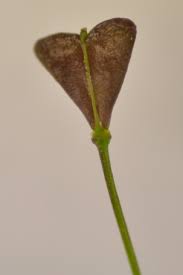 Attēlu rezultāti vaicājumam “Capsella bursa-pastoris fruit”