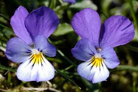 Attēlu rezultāti vaicājumam “Viola tricolor subsp. matutina flower”