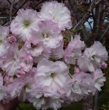 Attēlu rezultāti vaicājumam “Prunus (sakura)”