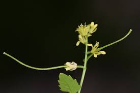 Attēlu rezultāti vaicājumam “Sisymbrium volgense flower”