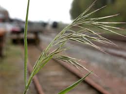 Attēlu rezultāti vaicājumam “Anisantha tectorum”