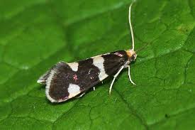 Attēlu rezultāti vaicājumam “Incurvaria praelatella”