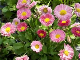Image result for Bellis perennis