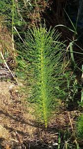 Attēlu rezultāti vaicājumam “Equisetum telmateia”