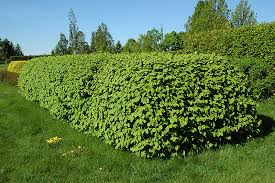 Attēlu rezultāti vaicājumam “Lonicera xylosteum”