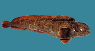 Image result for Anarhichas lupus