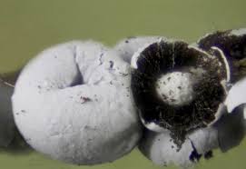 Attēlu rezultāti vaicājumam “Dianema depressum macro”