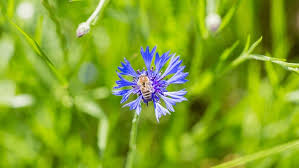 Attēlu rezultāti vaicājumam “Cyanus segetum flower”