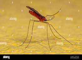 Attēlu rezultāti vaicājumam “Cecidomyiidae”