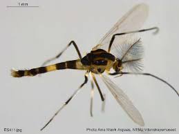 Attēlu rezultāti vaicājumam “Cricotopus male”