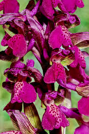 Attēlu rezultāti vaicājumam “Orchis morio”