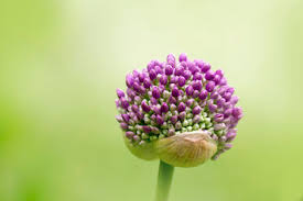 Attēlu rezultāti vaicājumam “Allium holandicum bud”