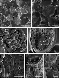 Attēlu rezultāti vaicājumam “Brachytheciastrum velutinum sporophyte”