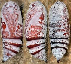 Attēlu rezultāti vaicājumam “Falcaria lacertinaria”