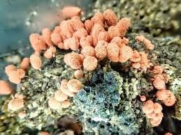 Attēlu rezultāti vaicājumam “Arcyria denudata young”