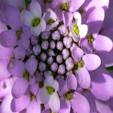 Image result for Iberis umbellata