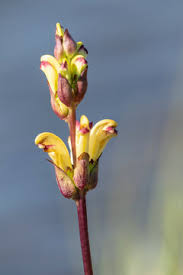 Attēlu rezultāti vaicājumam “Pedicularis sceptrum-carolinum flower”