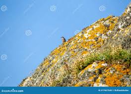Attēlu rezultāti vaicājumam “Anthus petrosus adult”