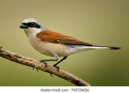 Attēlu rezultāti vaicājumam “Lanius collurio male”