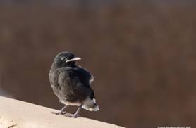 Image result for Oenanthe leucopyga