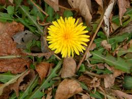 Attēlu rezultāti vaicājumam “Taraxacum suecicum flower”