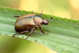 Attēlu rezultāti vaicājumam “Anomala dubia”