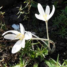 Image result for Herbstzeitlose