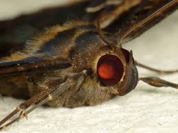 Attēlu rezultāti vaicājumam “Noctuidae”