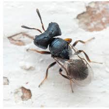 Attēlu rezultāti vaicājumam “Cylindromyia sp.”