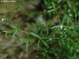 Attēlu rezultāti vaicājumam “Galium trifidum”