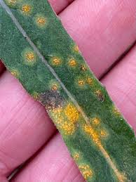 Attēlu rezultāti vaicājumam “Puccinia poarum”