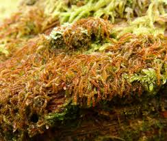 Attēlu rezultāti vaicājumam “Nowellia curvifolia sporophyte”